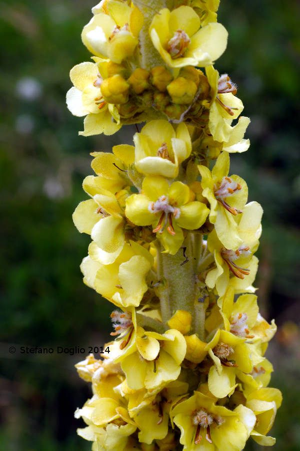 Verbascum sp.